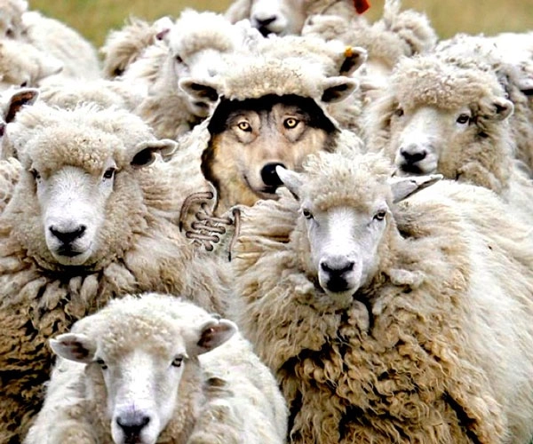 گرگ در لباس گوسفند به انگلیسی