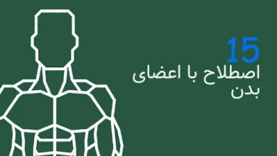 اصطلاح انگلیسی با اعضای بدن